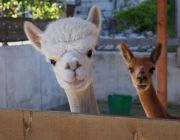 DSC07513