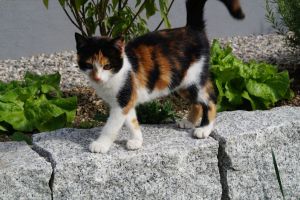 DSC06164